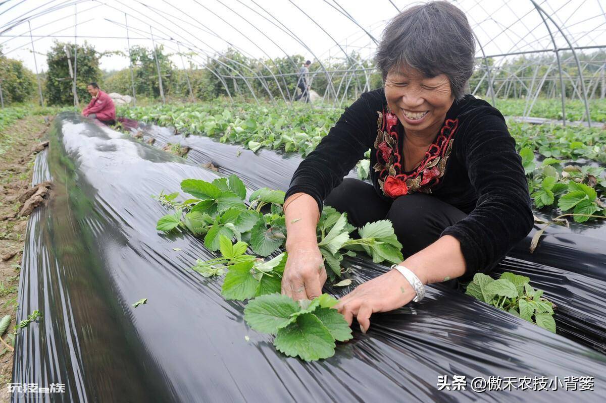 黑地膜和白地膜哪个效果好点(秋冬季节种植选择身颜色地膜)-图片4